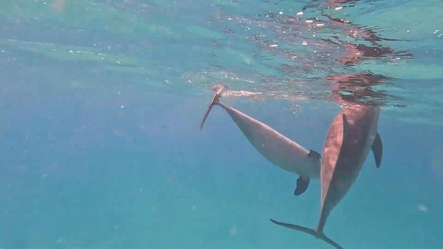 Брачные игры дельфинов. Риф Сатайя (Дом дельфинов). ИЮНЬ 2024. Sataya Dolphin Reef смотреть онлайн