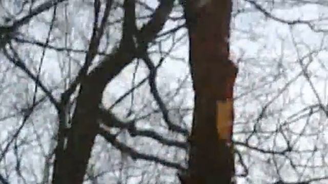 дятел смотреть онлайн