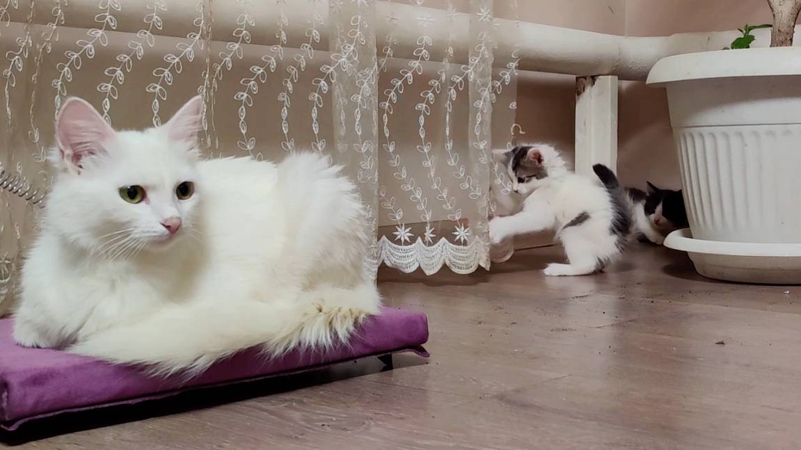 Мама-кошка зовет своих котят играть. Котята весело играют. смотреть онлайн