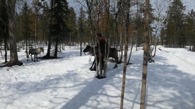 Я катаюсь на северном олене смотреть онлайн