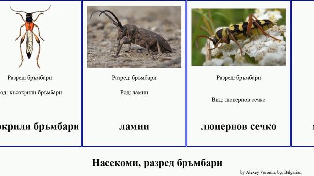 Насекоми, разред бръмбари сечко insect слънчогледов Cerambycidae Розалии ламии аромии TrackTribe смотреть онлайн