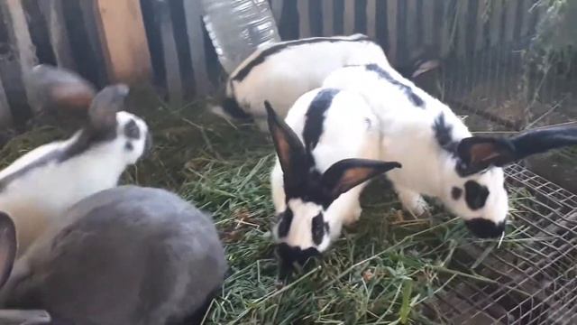 немецкий пестрый великан 3 месяца смотреть онлайн