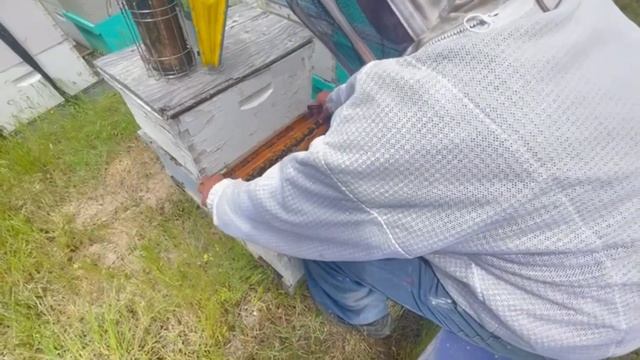 ОТЕЦ И ДЕТИ УЕХАЛИ НА ПАСЕКУ●ДЭННИ ЮНЫЙ ПЧЕЛОВОД смотреть онлайн