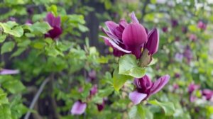 Магнолия цветущая