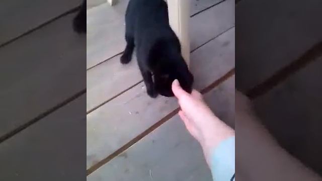 На прогулке ! смотреть онлайн