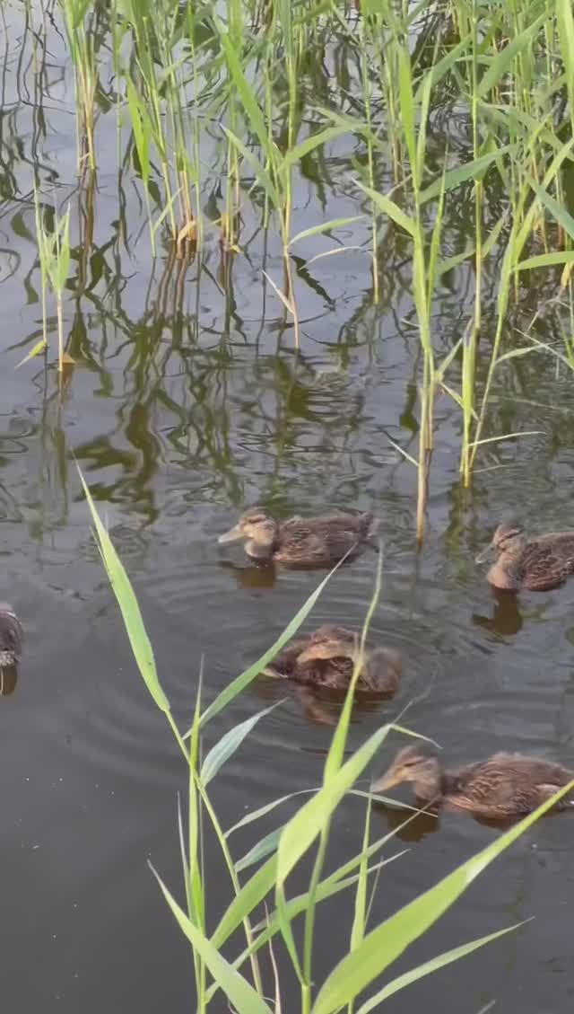 ГОРОДСКИЕ УТОЧКИ смотреть онлайн