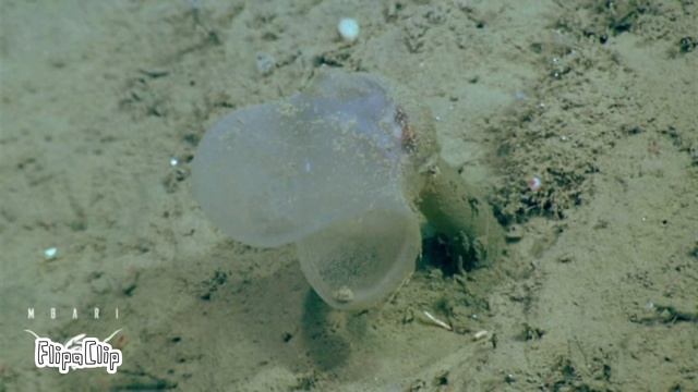 Predatory Tunicate смотреть онлайн