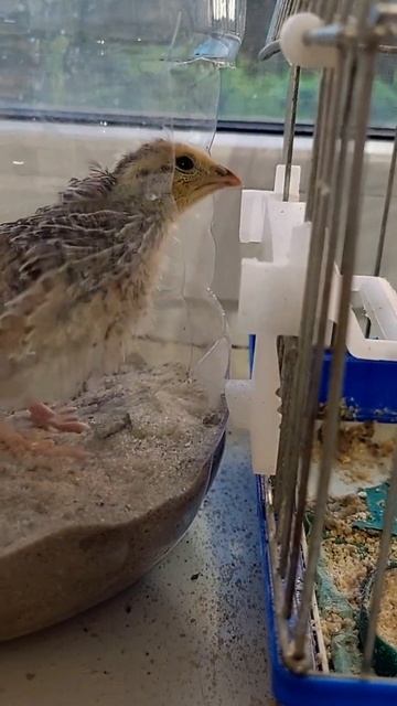 #перепілка #quial #animals #funnyvideo смотреть онлайн