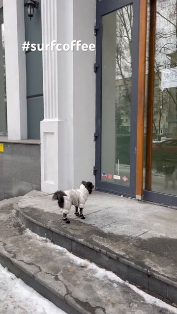 Пришел в кафе а оно закрыто #чихуахуа смотреть онлайн