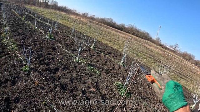Обрезка вишни - Стройное веретено 2024 - Агро Сад смотреть онлайн