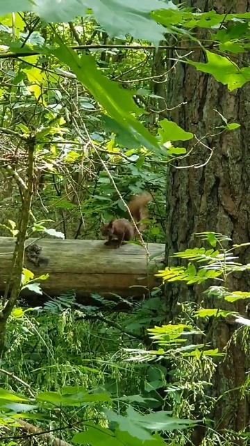 Фильм 4837 Фотосессия изящной белки от Кают Капитана Немо в Светлогорске #nemosvetlogorsk смотреть онлайн