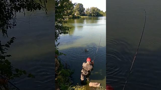 Рибалка в Липовце.Толстолоб 11кг. смотреть онлайн