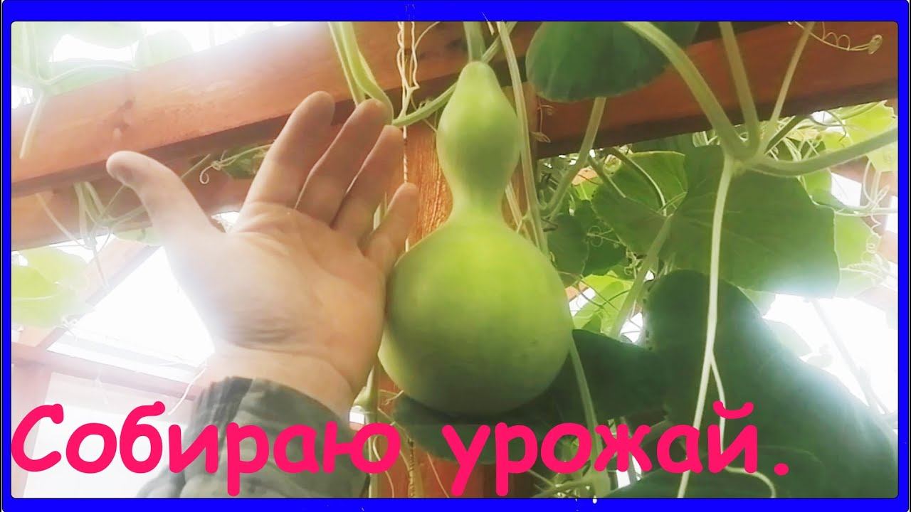 Обзор теплицы, собираю урожай лагенарии. смотреть онлайн