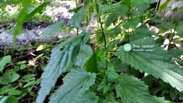Кропива пекуча (жалюча, жалка, звичайна). Рослина кропива. Спостереження в природі