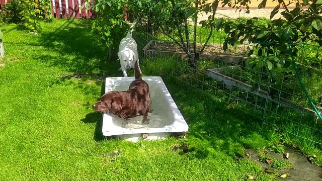 Гостевой Дом для Собак "ЛаброДом" Истра (Ново-Иерусалим) смотреть онлайн