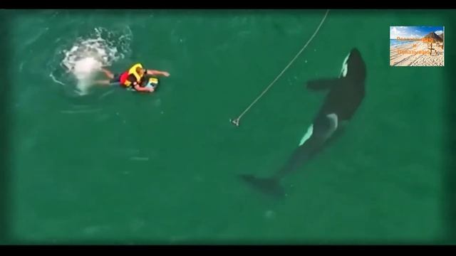 Пловец разглядел большую тень в воде, которая быстро двигалась в его сторону Убегать ему было неку смотреть онлайн