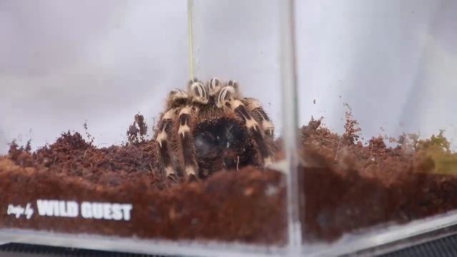 เลี้ยงแมงมุมต้องรู้จักอะไรบ้าง [by Mahidol] смотреть онлайн