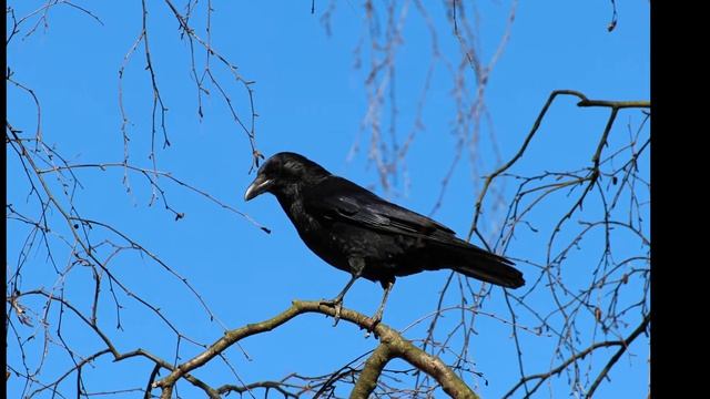How to Prevent Hawks from Eating Chickens! смотреть онлайн