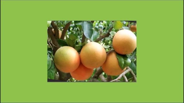 Легенда о грейпфруте смотреть онлайн