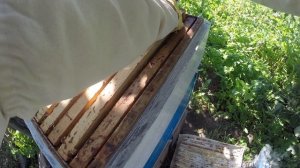 Работа с пчелами в Августе, и как я борюсь с осами воровками