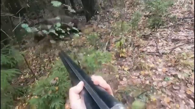 В БЕЛАРУСИ УЧАСТИЛИСЬ случаи встречи с медведем! Будьте осторожны! смотреть онлайн