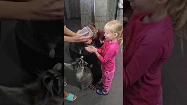 дом енотов ♥️#дом #енотик #еноты #семья #дом_енотов #ижевск смотреть онлайн