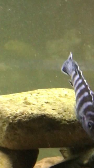 Mbuna African Cichlid Demasoni смотреть онлайн