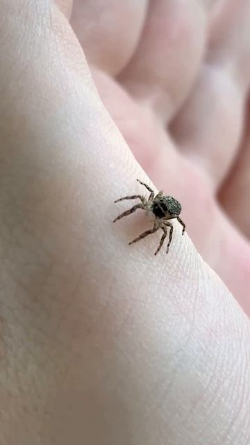 Friendly Jumping Spider #short смотреть онлайн