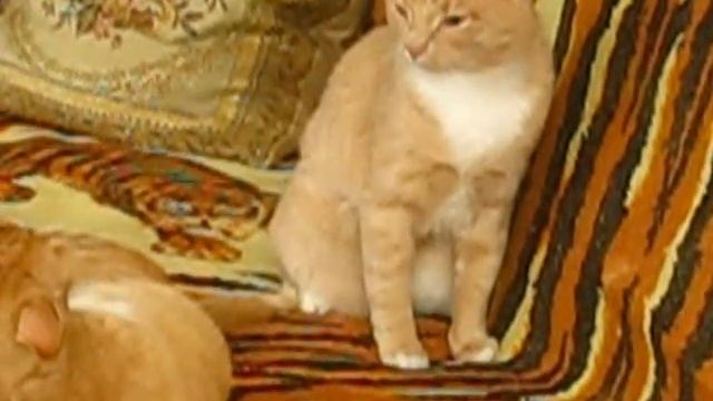 Боксирующие кот и кошка смотреть онлайн