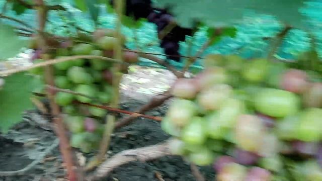 Румейка Балабанова и Каталония Бурдака. смотреть онлайн