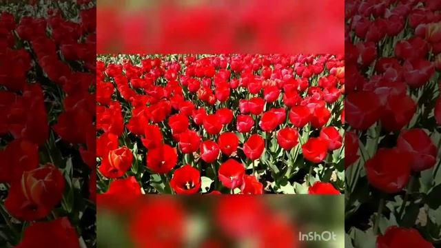 Севастополь утопает в тюльпанах. Гостевой дом ЯНИ. смотреть онлайн
