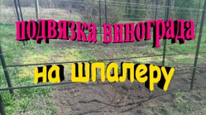 Подвязка винограда на шпалеру