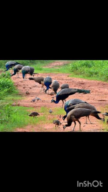 Peacock Sound смотреть онлайн