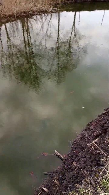 Побелка Деревьев на Пруду. Рыбалка, разведение карпа. Pond fishing. #пруд #рыбалка #разведение смотреть онлайн