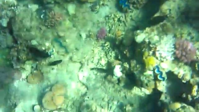 рыбы Хилтон смотреть онлайн