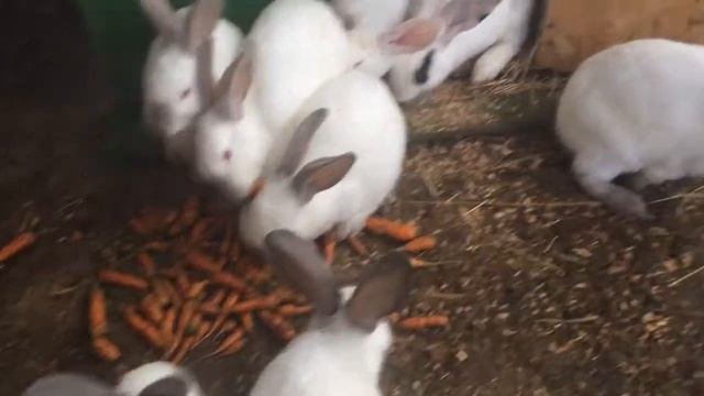 Мои кролики 2 смотреть онлайн