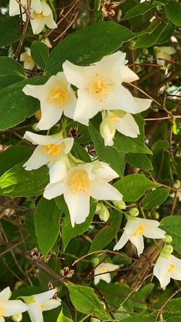 Közönséges jezsámen (Philadelphus coronarius) смотреть онлайн