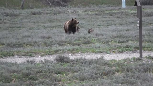 Дикие животные. Невероятные ситуации смотреть онлайн