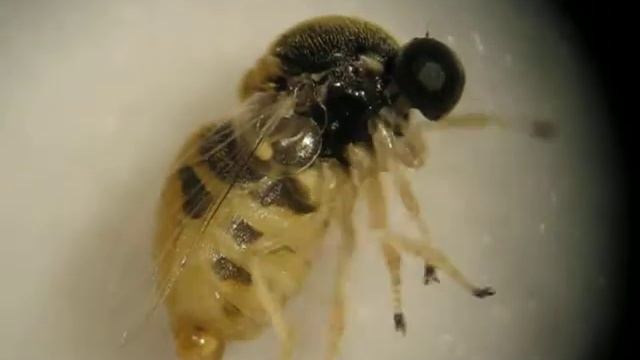 MVI_1915.AVI смотреть онлайн