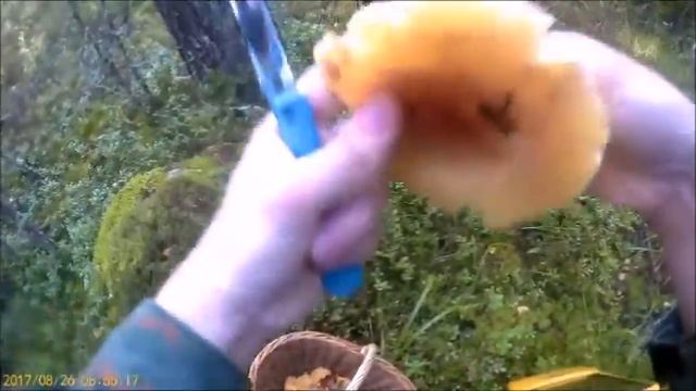 За грибами в Климово 26 08 17 смотреть онлайн