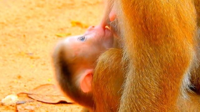 Mother Libby feel tired because her baby grab her milk alot,Leo baby| Nature BABY смотреть онлайн