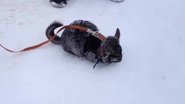 Дивеевские зарисовки смотреть онлайн