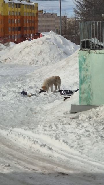 Бродячие собаки Якутии смотреть онлайн