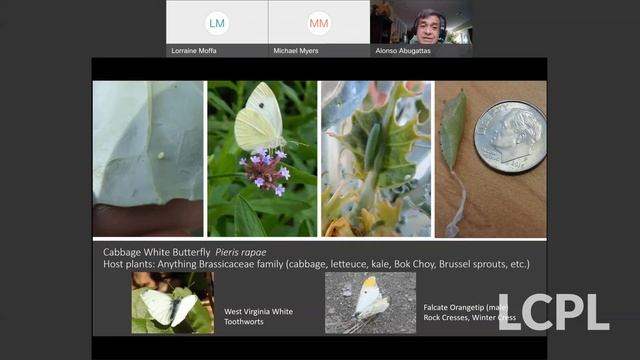 The Spectacular Butterfly смотреть онлайн