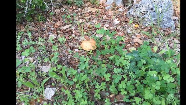 Tel Aviv Winter. Рамат Авив, Тель Авив, Январь 2016. смотреть онлайн