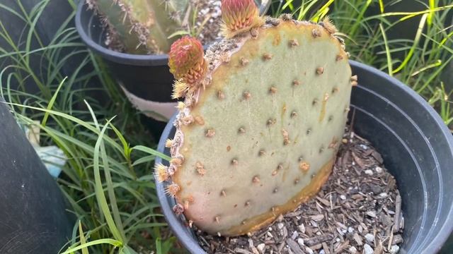 Opuntia Santa - Rita ( Santa Rita Prickly Pear ) смотреть онлайн