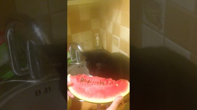 Пожиратель арбуза смотреть онлайн