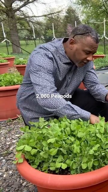 #Growing 2,000 #peapod in my#torpedopot #Garden смотреть онлайн