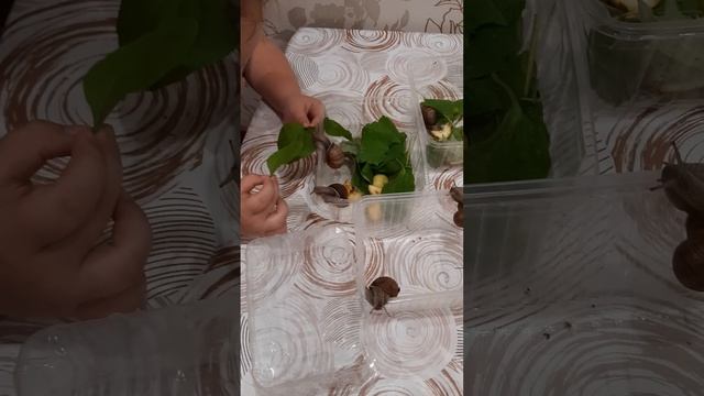 Огромные улитки🐌🐌🐌 новые домашние питомцы, нашли на улице смотреть онлайн