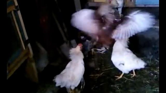 Куры и петухи смотреть онлайн